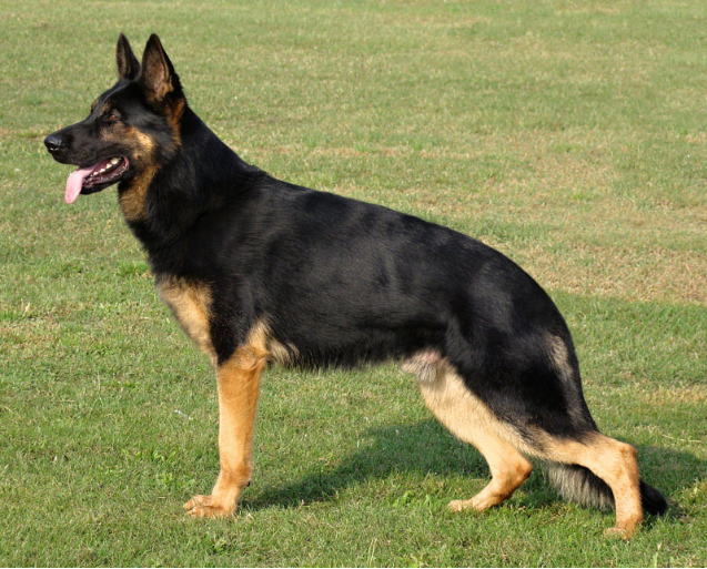 Original image from the archived Orion z Jirkova dvora x KETY Kamos Durabo litter record