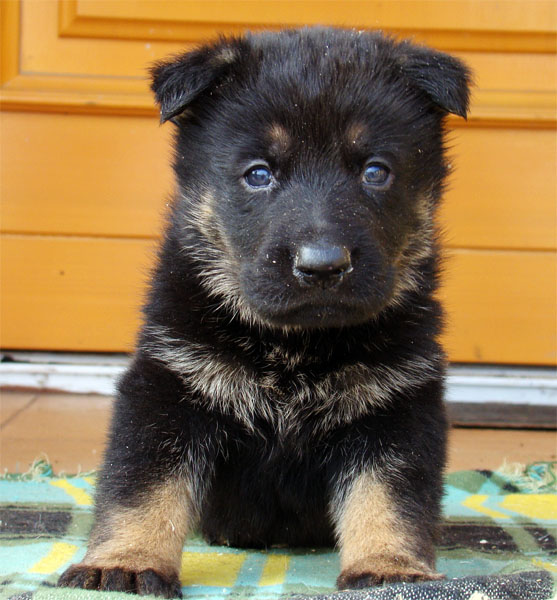 Original image from the archived Zen z Jirkova dvora x SHEILA Jipo Me litter record