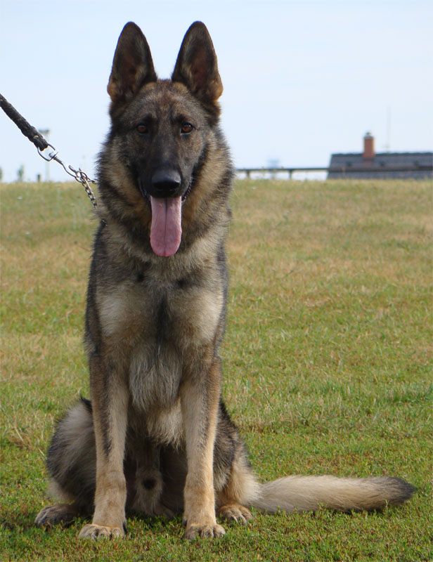 Original image from the archived Alpine K9 - BEN record