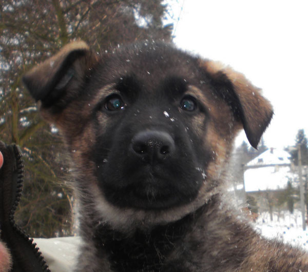 Original image from the archived Bady ze Svobodneho dvora x MATYLDA od Hradu Lipky litter record
