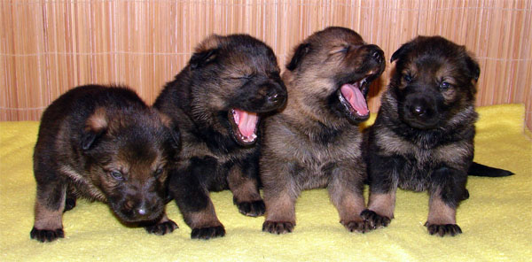 Original image from the archived BADY ze Svobodneho dvora x USSY od Roubenky record