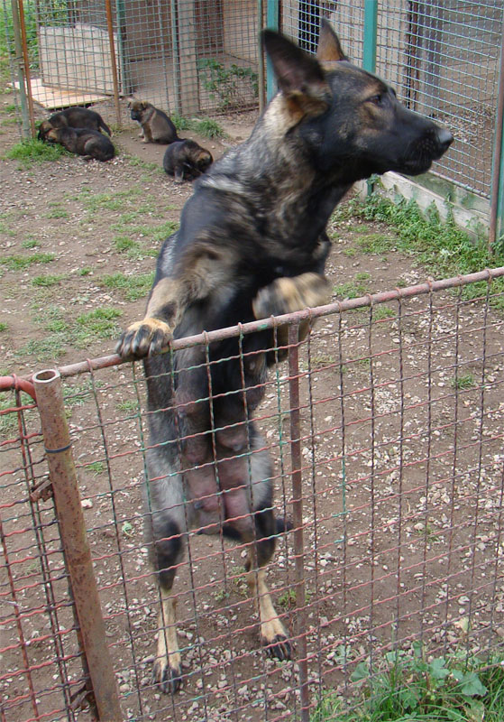 Original image from the archived SHARON Favory Cross x Kess z Ivanciny zahrady litter record