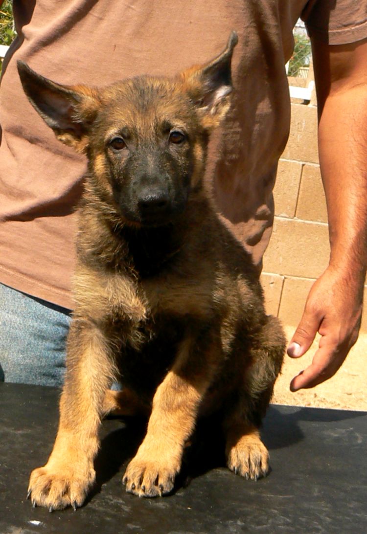 Original image from the archived German Shepherd Puppies -Chulo z Jirkova dvora x Adela vom Ron record