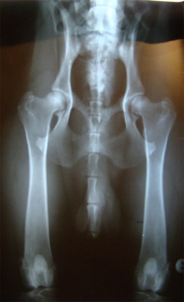 Original image from the archived no pedigree record