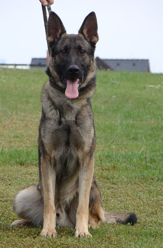 Original image from the archived Alpine K9 - DEXTR Srdce perly Bohemie record
