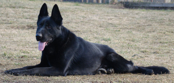 Original image from the archived call name ARTHUR record