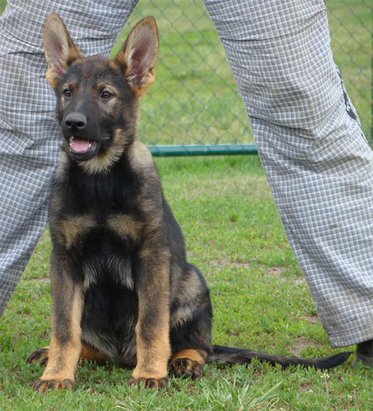 Original image from the archived German Shepherd Puppies - GARD record