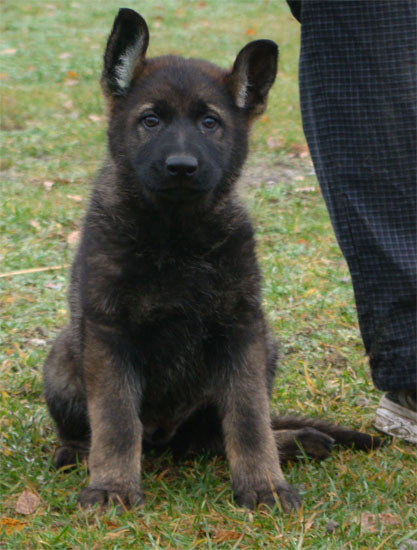 Original image from the archived Vira Puppy record
