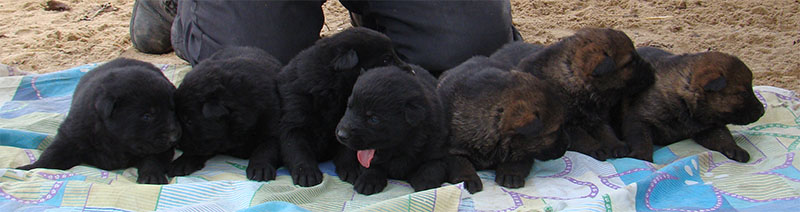 Original image from the archived SHARON Favory Cross x Cita z Valskeho udoli litter record