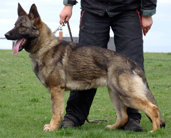 Original image from the archived Alpine K-9 Sold Dogs record