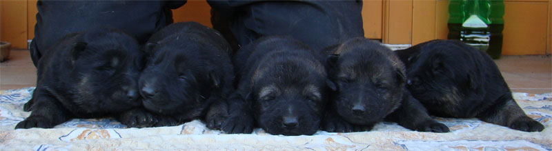 Original image from the archived Kery Kamos Durabo x MANKA z Jirkova dvora litter record