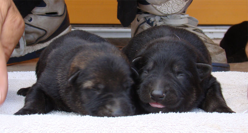 Original image from the archived SHARON Favory Cross x Manka z Jirkova dvora litter record