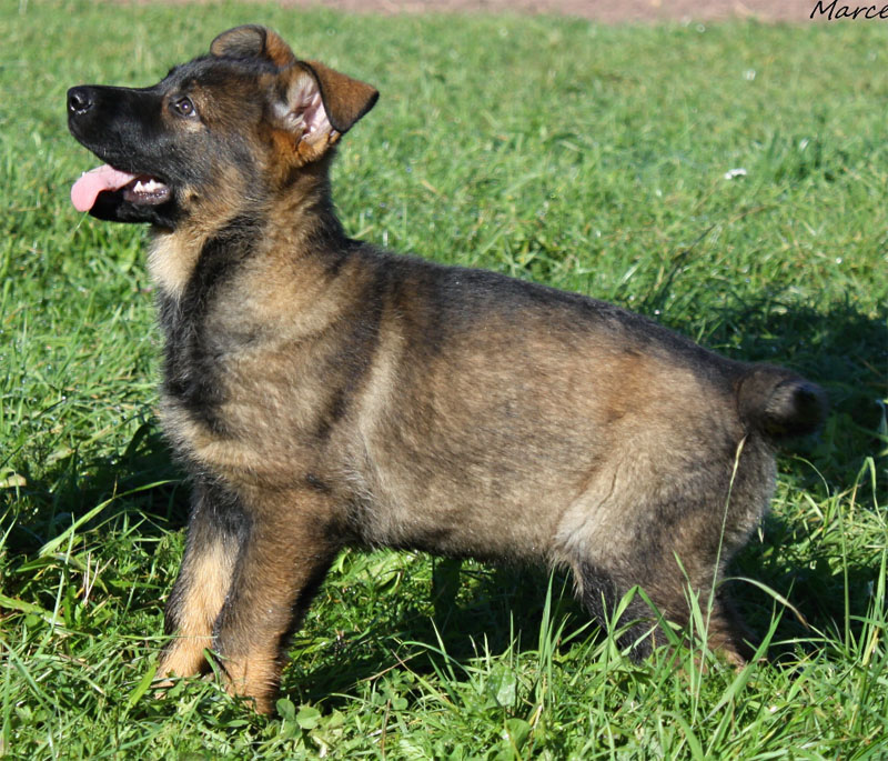 Original image from the archived Kery Kamos Durabo x ORKA od Roubenky litter record