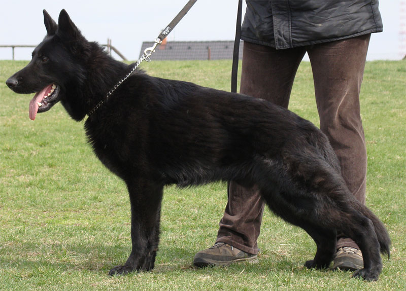 Original image from the archived Alpine K-9 Sold Dogs record