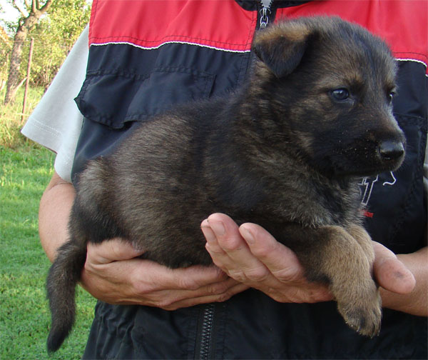 Original image from the archived JAGO Jipo Me x GAMA z Jirkova dvora litter record