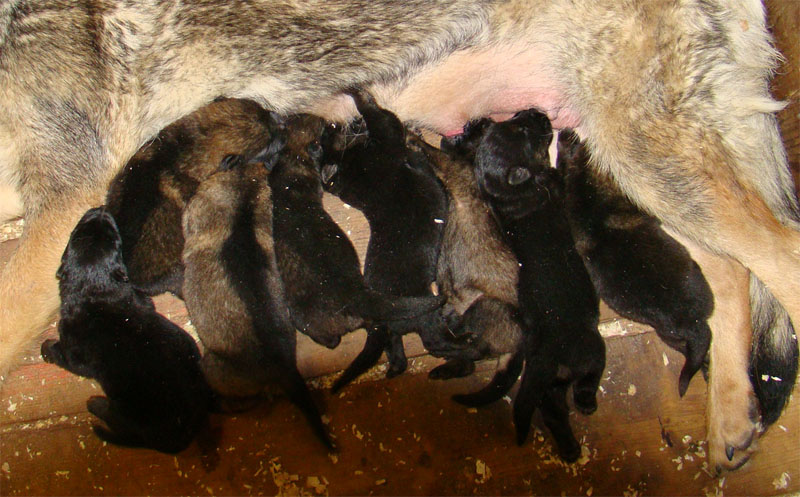 Original image from the archived DASK z Jirkova dvora x CHITA z Jirkova dvora litter record