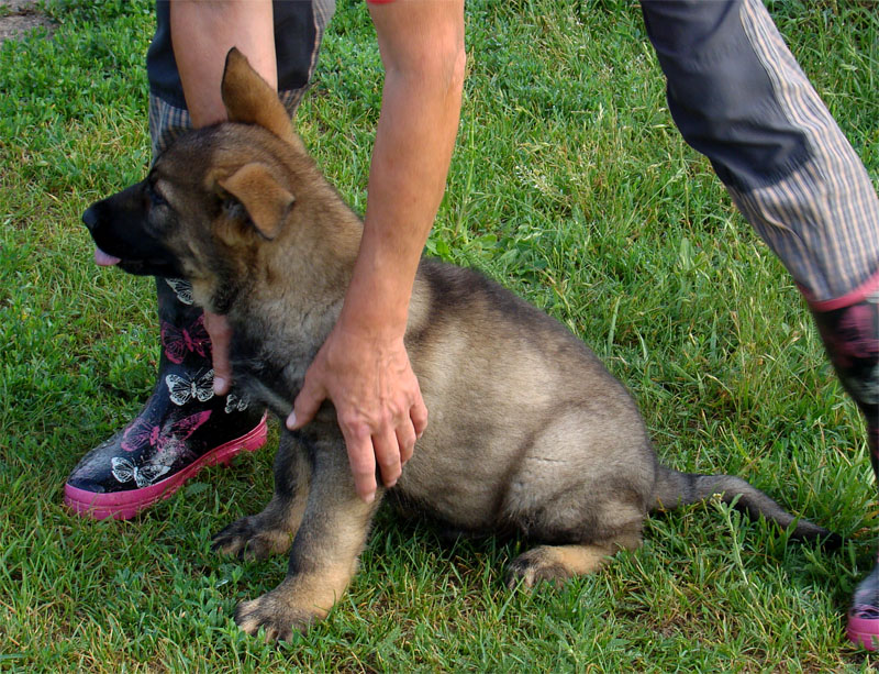 Original image from the archived German Shepherd Puppies - FIN ze Zacpalova chovu record