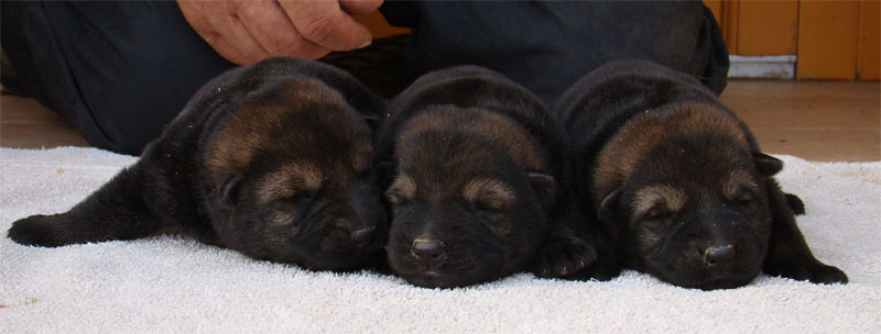 Original image from the archived Art ze Sumavske doliny x TANA z Jirkova dvora litter record