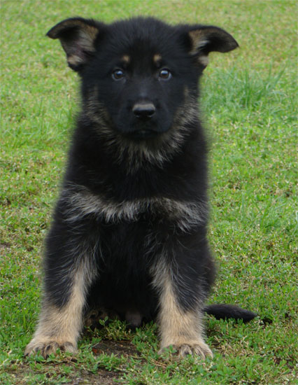 Original image from the archived BADY ze Svobodneho dvora x Keisa z Morisvillu litter record