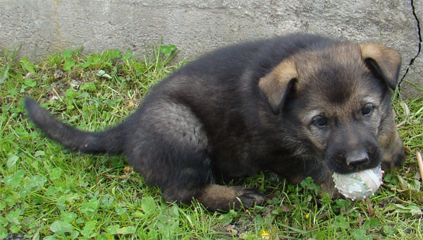 Original image from the archived BADY ze Svobodneho dvora x BRITA Neresnicka Dolina record
