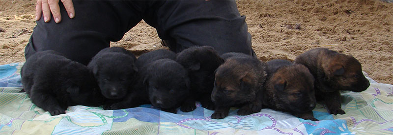 Original image from the archived SHARON Favory Cross x Cita z Valskeho udoli litter record