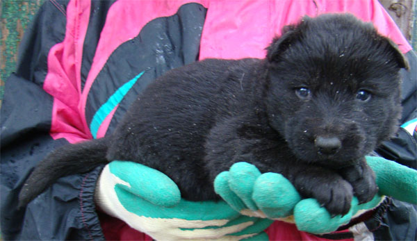 Original image from the archived CHARIK Galan Nalag x HANACH Jipo Me litter record