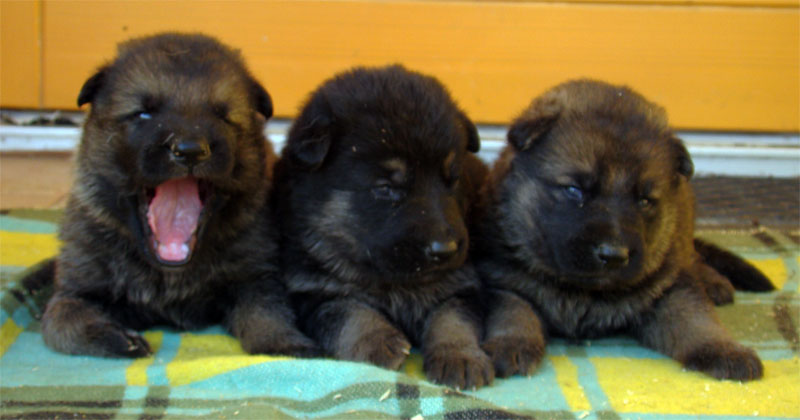 Original image from the archived German Shepherd Puppies - Zen z Jirkova dvora x NISSA z Jirkova dvora August 2011 record