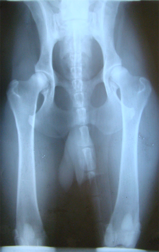 Original image from the archived Brit no pedigree record