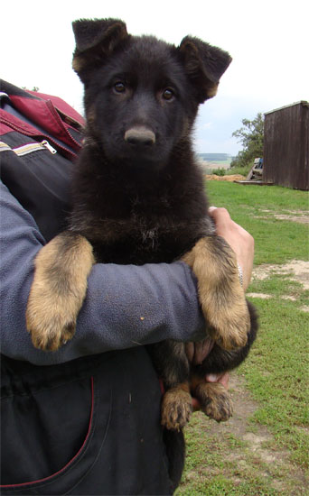 Original image from the archived OX z Jirkova dvora x CORA z Malebnych hvozdu litter record