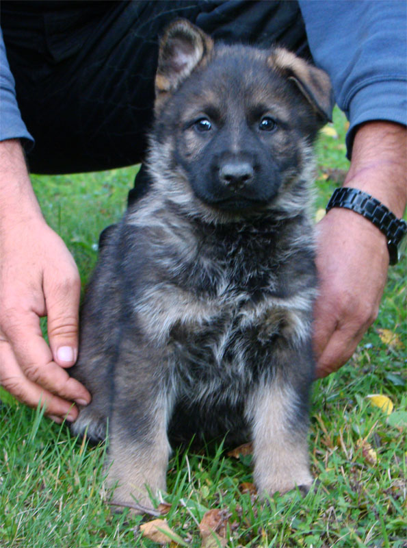 Original image from the archived Dask z Jirkova dvora x ZITA ze Zacpalova chovu litter record