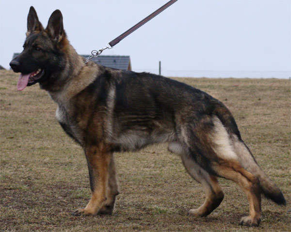 Original image from the archived Alpine K-9 Sold Dogs record
