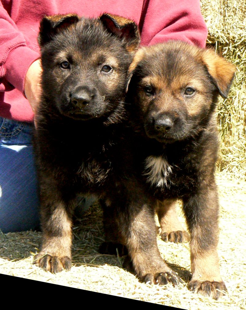Original image from the archived German Shepherd Puppies -Pardal z Jirkova dvora x Bara za srnciho vrchu record