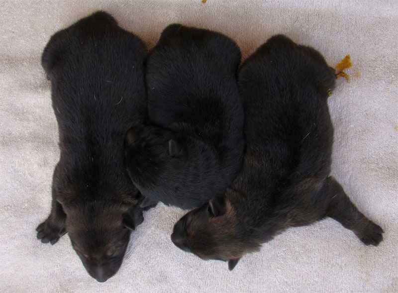 Original image from the archived SHARON Favory Cross x Manka z Jirkova dvora litter record