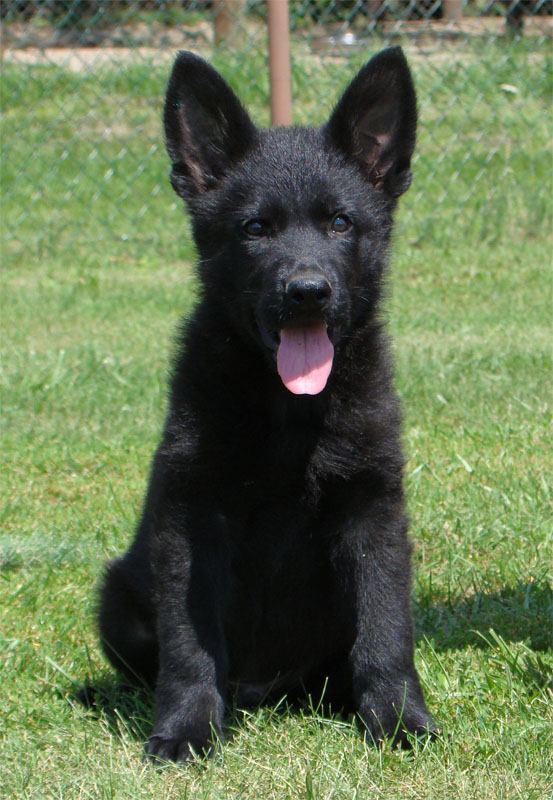 Original image from the archived SHARON Favory Cross x Kaja Jipo Me litter record