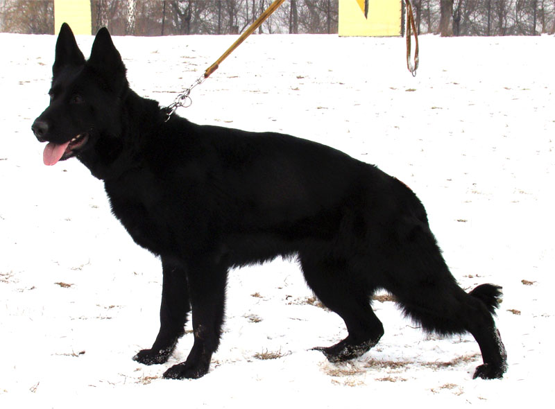 Original image from the archived Asok Jipo Me x Ikea Vlci udoli litter record