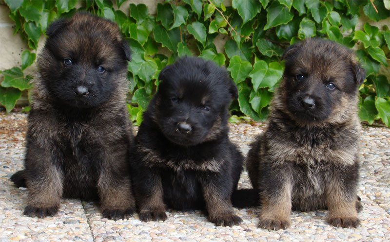 Original image from the archived DASK z Jirkova dvora x CHITA z Jirkova dvora litter record