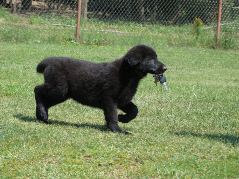 Original image from the archived German Shepherd Puppies - AISCHA z Drabskych skal record
