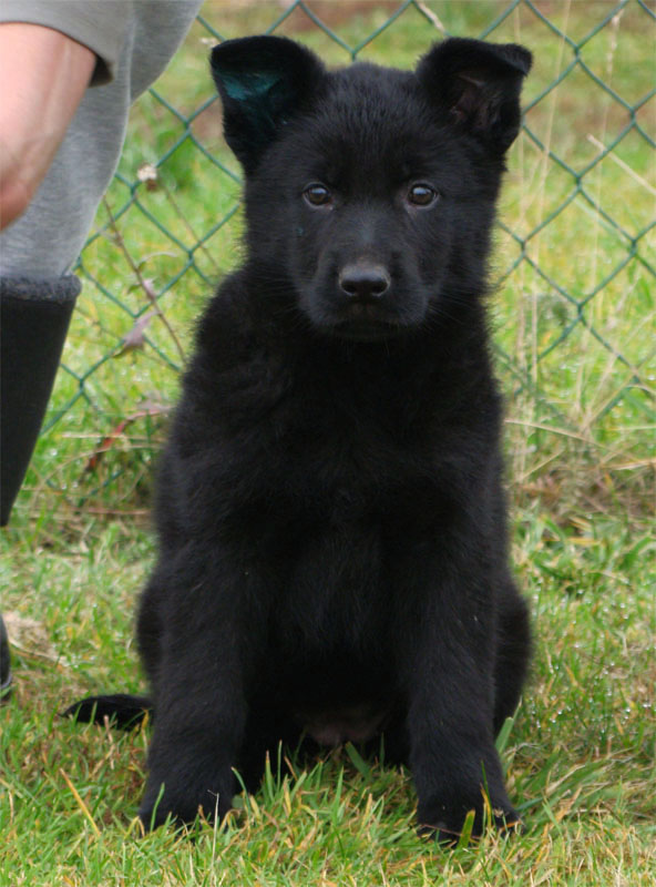 Original image from the archived German Shepherd Puppies - TINA z Berounske basty record