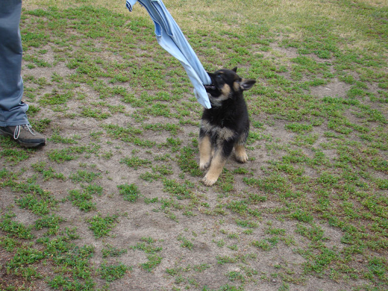 Original image from the archived German Shepherd Puppies - LARRY Di Dranel record