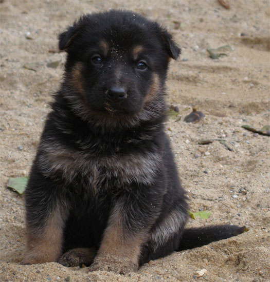 Original image from the archived Zen z Jirkova dvora x Manka z Jirkova dvora litter record