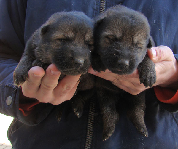Original image from the archived URF z Jirkova dvora x GAMA z Jirkova dvora litter record