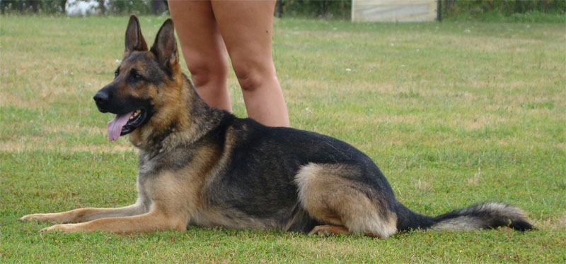 Original image from the archived Alpine K9 - MAX record