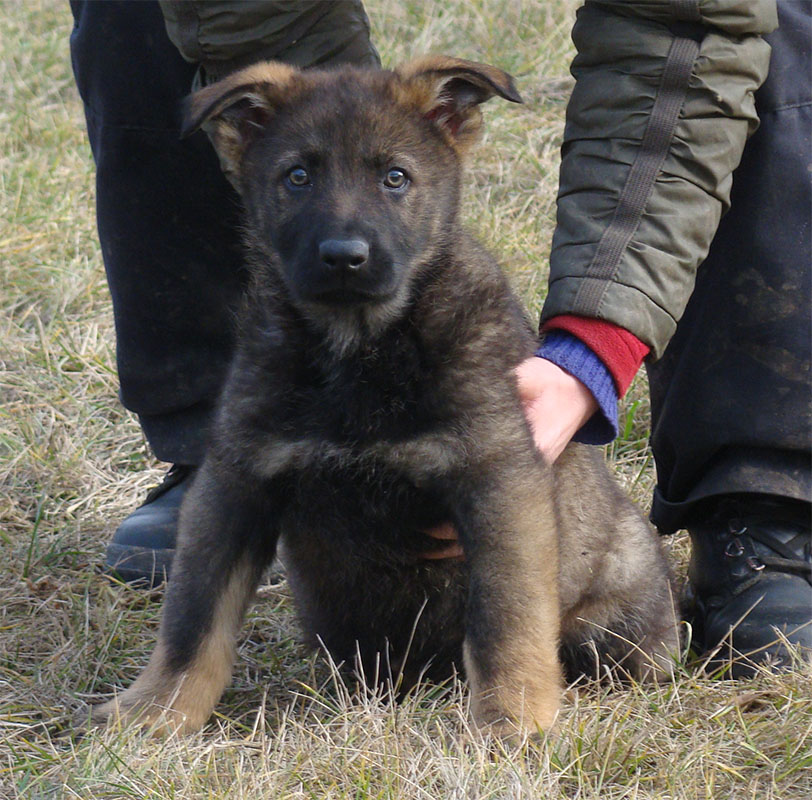Original image from the archived Orion z Jirkova dvora x KETY Kamos Durabo litter record