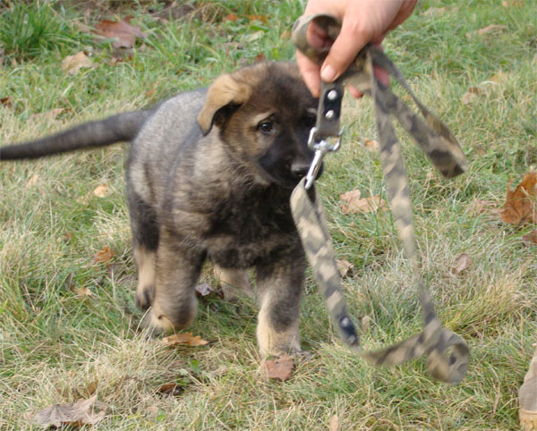 Original image from the archived Kery Kamos Durabo x MANKA z Jirkova dvora litter record