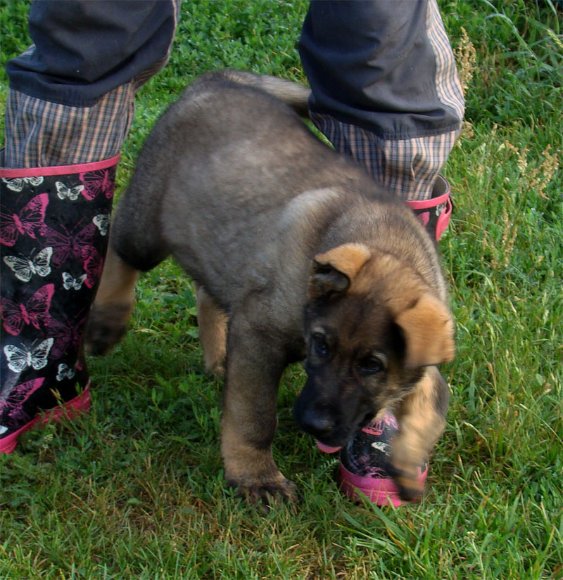 Original image from the archived German Shepherd Puppies - FIN ze Zacpalova chovu record