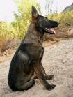 Original image from the archived Alpine K-9 Sold Dogs record