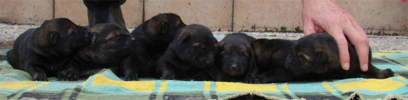 Original image from the archived Kery Kamos Durabo x MASA Jipo Me litter record