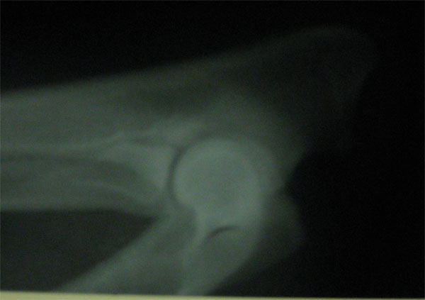 Original image from the archived no pedigree record