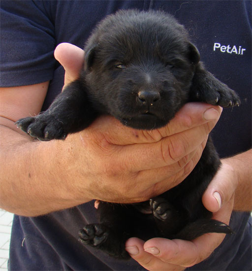 Original image from the archived CARLY Policia Slovakia x FIBI Policia Slovakia litter record