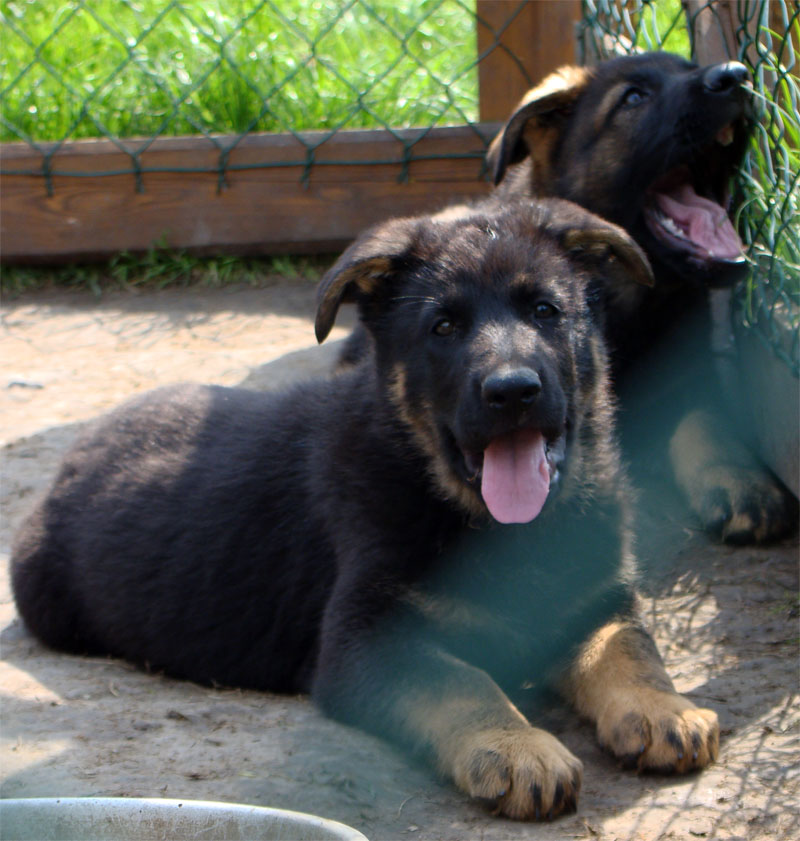 Original image from the archived Zen z Jirkova dvora x SHEILA Jipo Me litter record